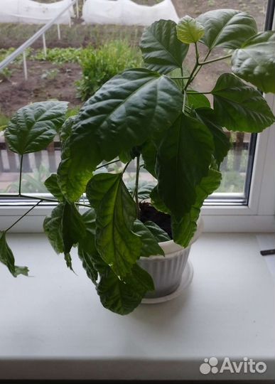 Гибискус китайская роза