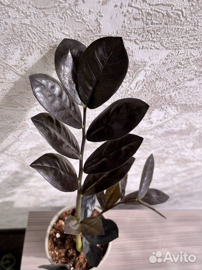 Замиакулькас черный равен