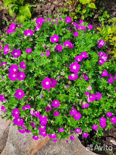 Садовый многолетник