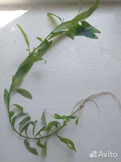 Аквариумные растения