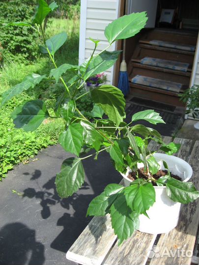 Комнатные домашние растения