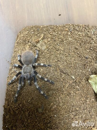 Паук птицеед