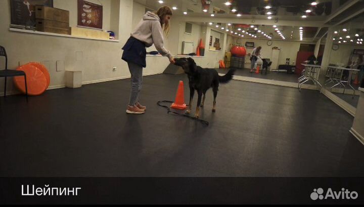 Зоопсихолог собаки, кошки, еноты