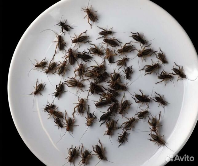 Сверчки, туркменский таракан