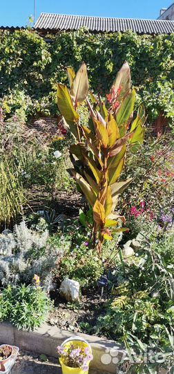 Цветы канны