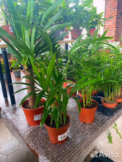 Комнатные растения в аассортименте