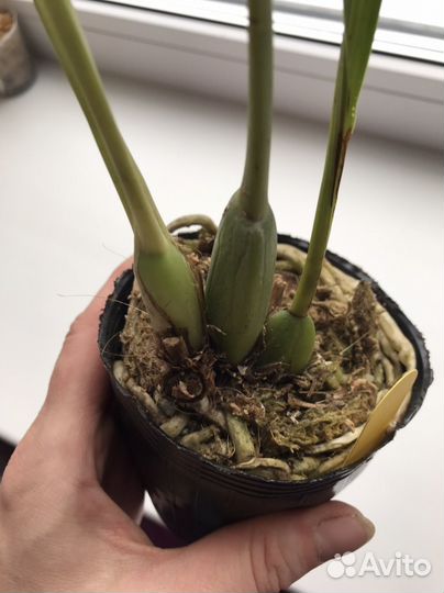 Орхидея зигопеталум