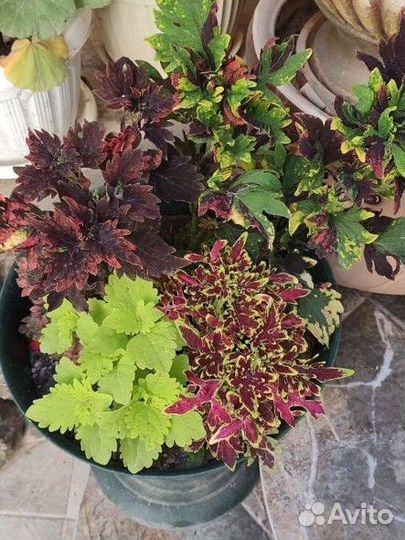 Колеусы сортовые