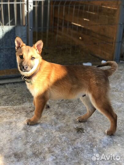 Персик щенок