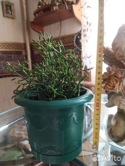 Комнатные растения суккуленты