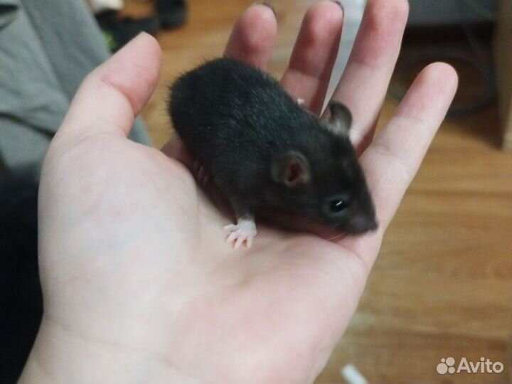 Крыса дамбо трое девочка и мальчики