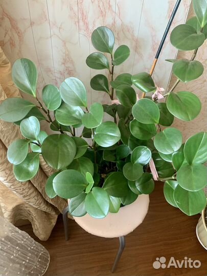 Пеперомия туполистная