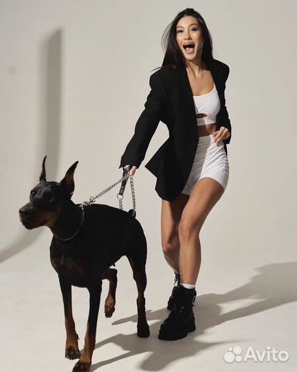 Доберман для фотосессии