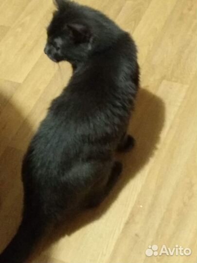 Кошка чёрная мягкая шубка в дар бесплатно