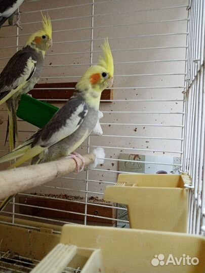 Попугай корелла