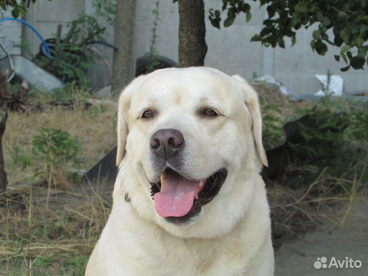 Кобель лабрадора для вязки