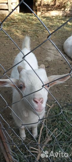 Коза дойная