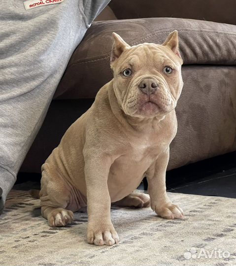 Американский булли покет