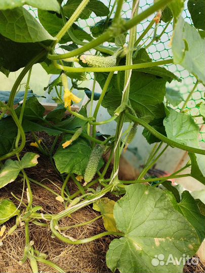 Продукты питания