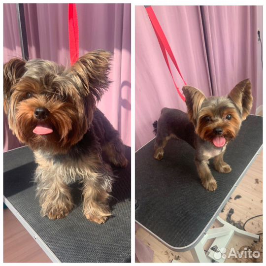 Груминг собак