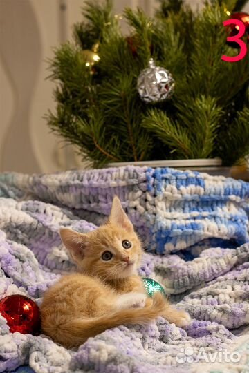 Котята мейкун-метис/сиамцы-вислоухие метисы