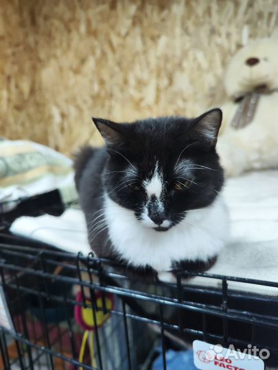 Кошка