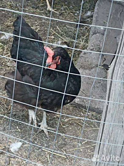 Куры несушки