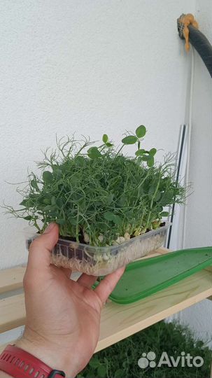 Микрозелень гороха