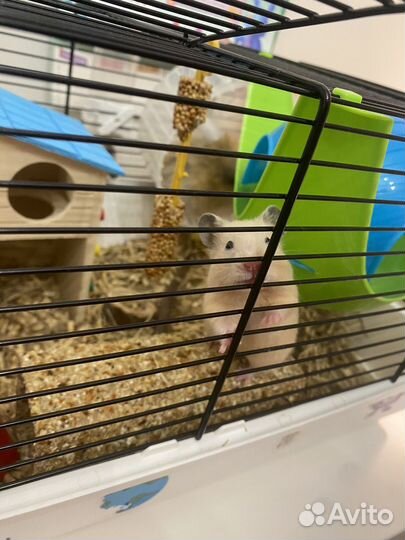 Сирийский хомяк малыш