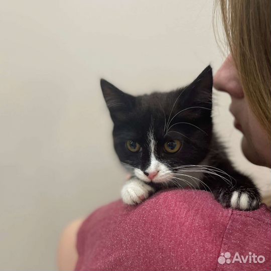 Милый котёнок