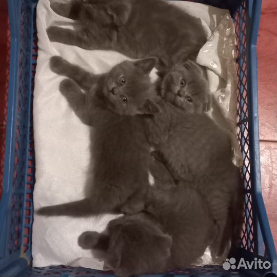 Шотландские котята
