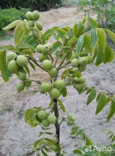 Грецкий орех Идеал