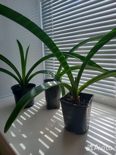 Комнатные растения цветы