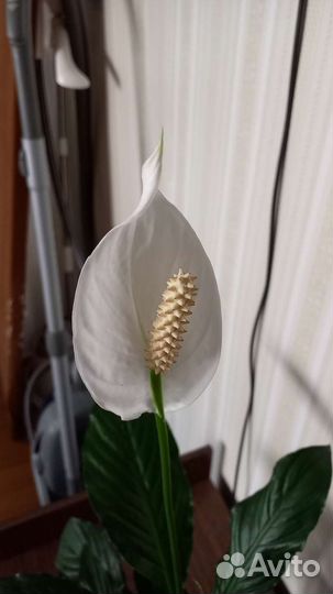 Спатифиллум
