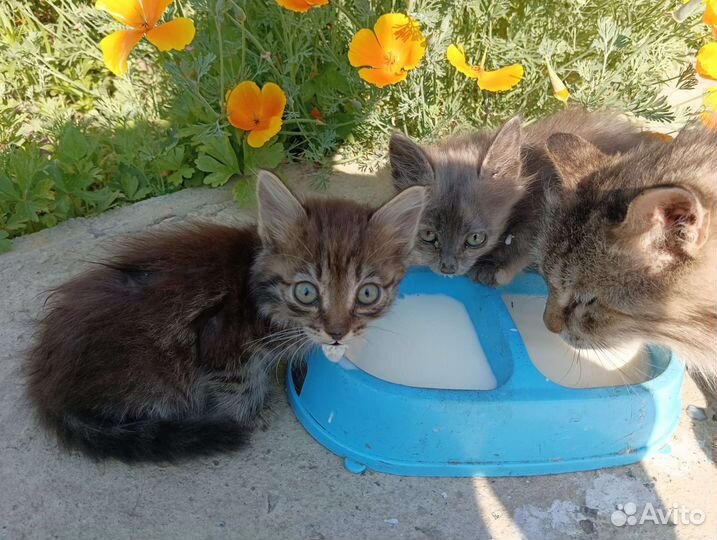 Сибирские котята