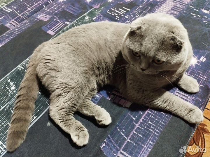 Шотландская вислоухий