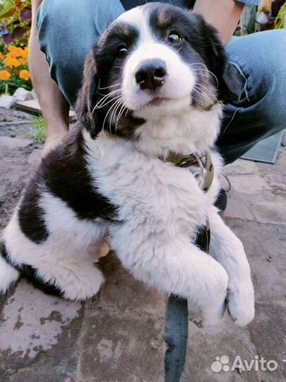 Щенок, мальчик в добрые руки бесплатно