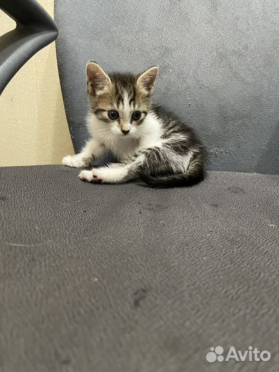 Котенок девочка в добрые руки