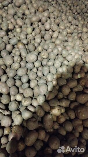 Картофель на корм скоту