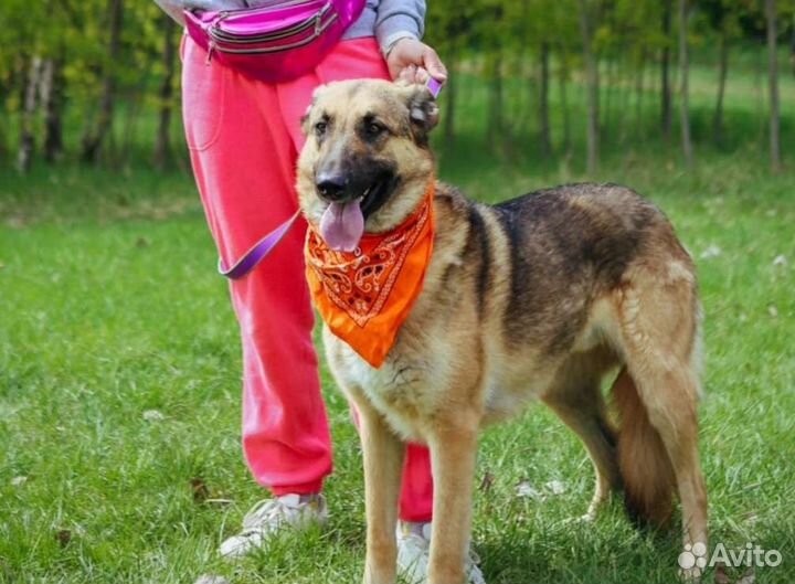 Коупный пес Айс грустит в приюте