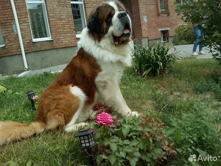 Собачья шерсть