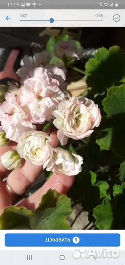 Срезы сортовых пеларгоний