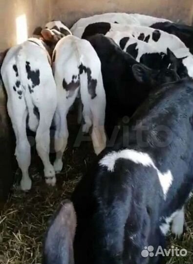 Бычки и телята