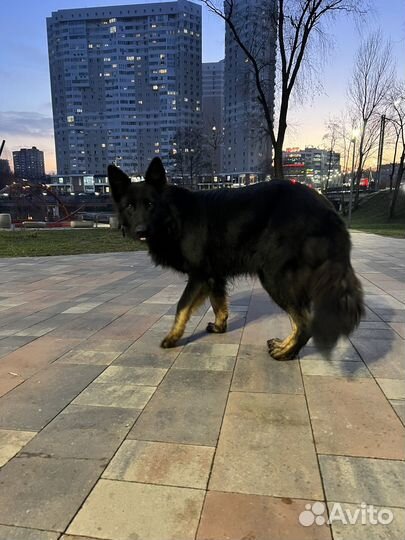 Собаки бесплатно в добрые руки