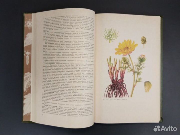 А. Ф. Гаммерман, И. И. Гром. Дикорастущие лекарств