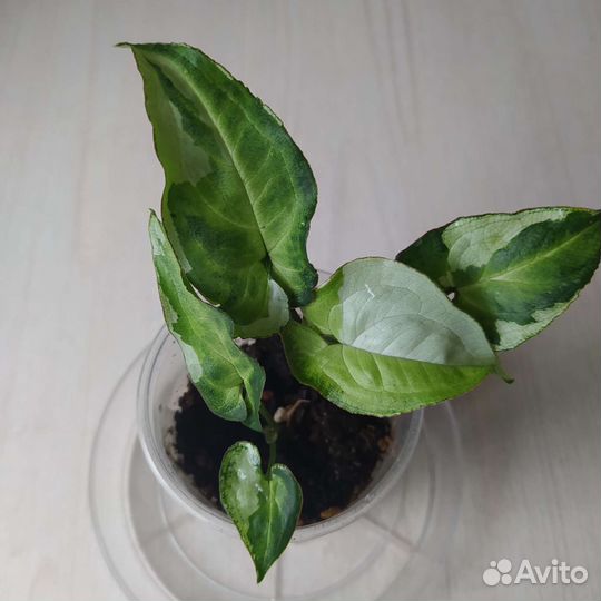 Сингониум три короля