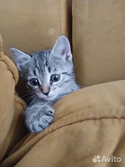 Котенок в добрые руки