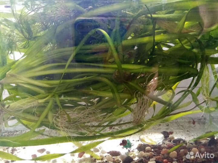 Растения для аквариума после прополки