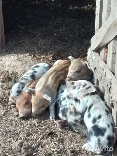 Поросята мангалица