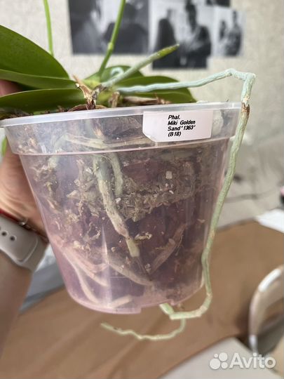 Фаленопсис